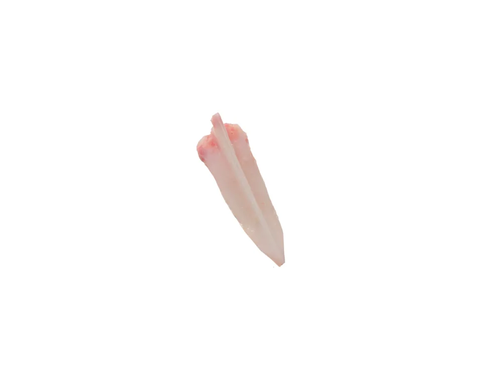 Keel Cartilage